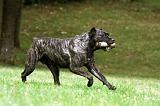 CANE CORSO 939